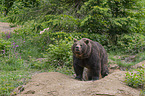 standing Brown Bear