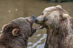 two brown bears are playing