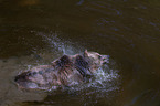 brown bear in the water