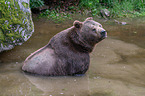 brown bear in the water