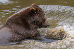 brown bear in the water