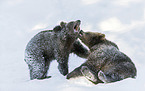 brown bears playing in the snow