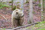 brown bear in the forest