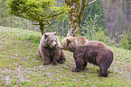 two brown bears