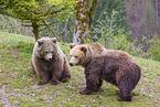 two brown bears