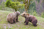 two brown bears