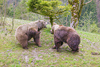 two brown bears