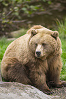 brown bear