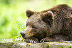 brown bear