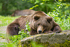 brown bear
