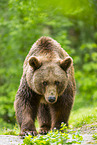 brown bear