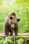 brown bear