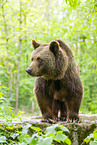 brown bear