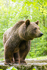 brown bear