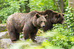 brown bear