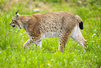 lynx