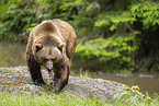 european brown bear