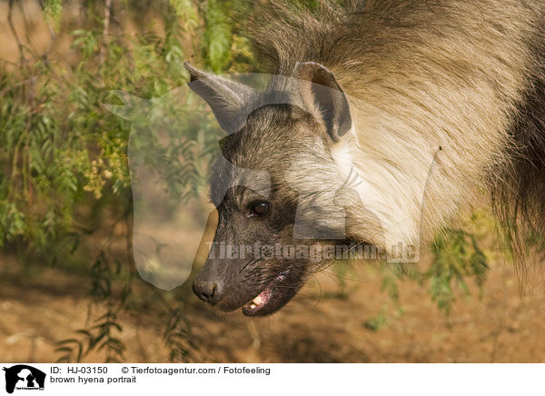 Schabrackenhyne Portrait / brown hyena portrait / HJ-03150