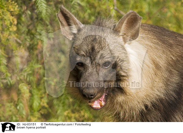 brown hyena portrait / HJ-03151