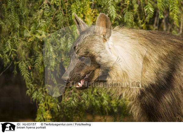 Schabrackenhyne Portrait / brown hyena portrait / HJ-03157