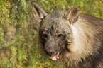 brown hyena portrait