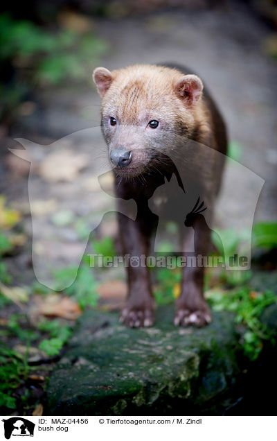 bush dog / MAZ-04456
