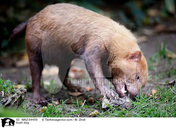 Waldhund / bush dog / MAZ-04459