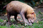 bush dog