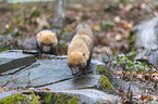 walking Bush Dogs