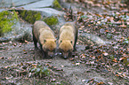 standing Bush Dogs