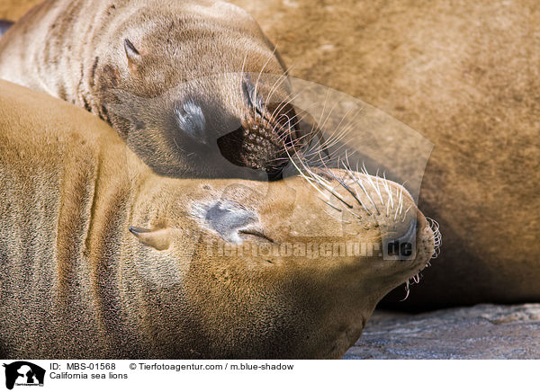 California sea lions / MBS-01568