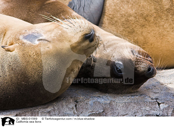 Kalifornische Seelwen / California sea lions / MBS-01569