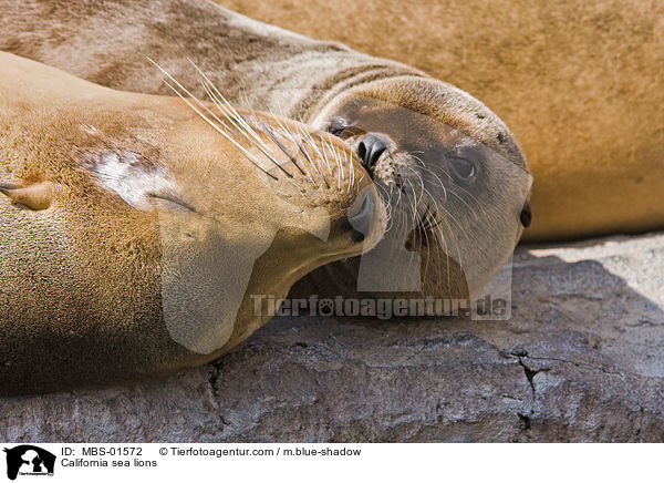 Kalifornische Seelwen / California sea lions / MBS-01572