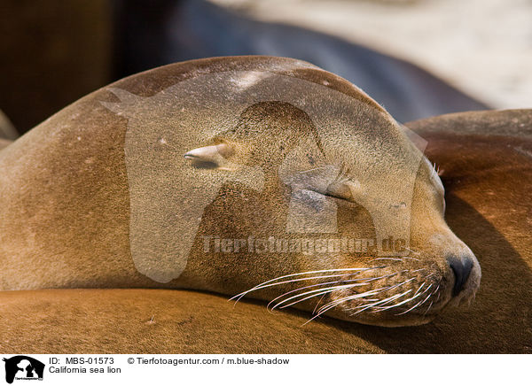 California sea lion / MBS-01573
