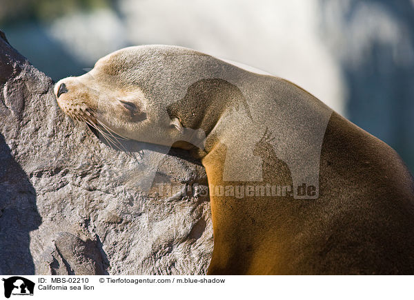 California sea lion / MBS-02210