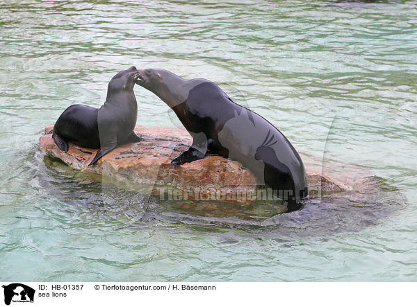 Kalifornischer Seelwen / sea lions / HB-01357