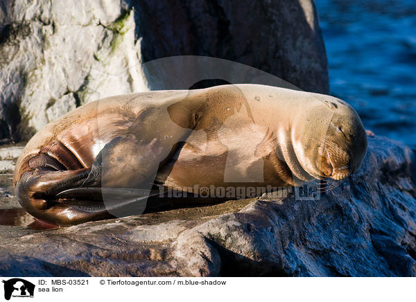 Kalifornischer Seelwe / sea lion / MBS-03521