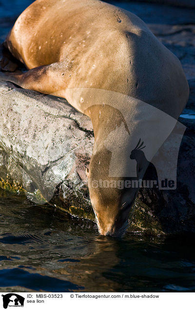 Kalifornischer Seelwe / sea lion / MBS-03523