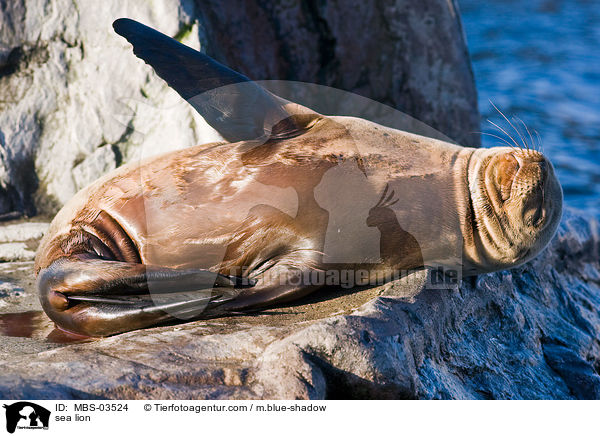 Kalifornischer Seelwe / sea lion / MBS-03524
