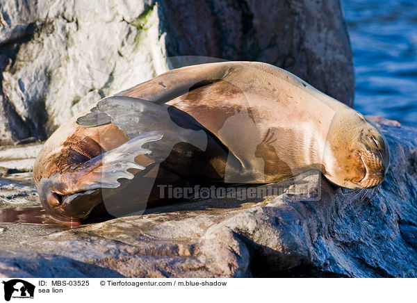 Kalifornischer Seelwe / sea lion / MBS-03525