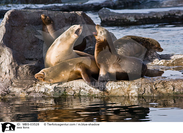 Kalifornische Seelwen / sea lions / MBS-03528