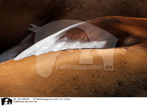 Kalifornischer Seelwe Flosse / California sea lion fin / KL-06304