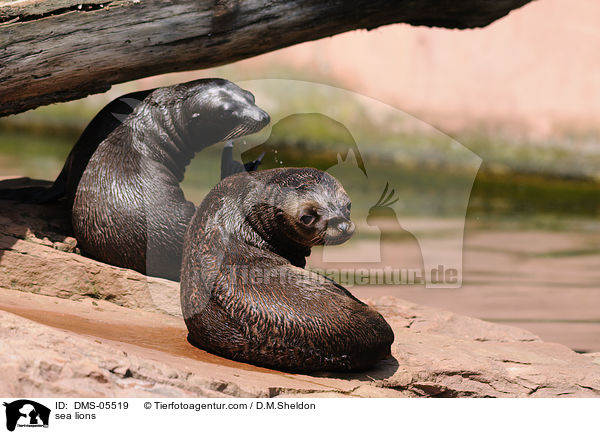 sea lions / DMS-05519