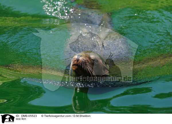 Kalifornischer Seelwe / sea lion / DMS-05523
