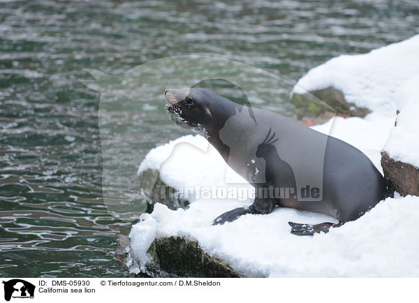 Kalifornischer Seelwe / California sea lion / DMS-05930