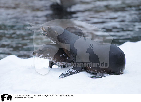 California sea lions / DMS-05931