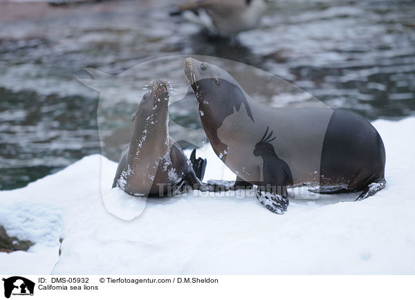 Kalifornische Seelwen / California sea lions / DMS-05932