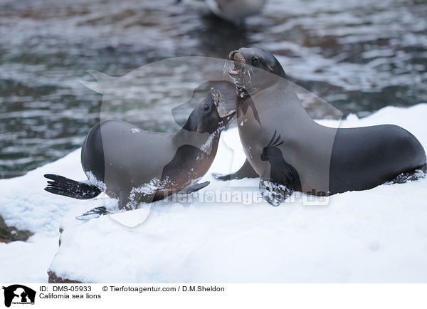 California sea lions / DMS-05933