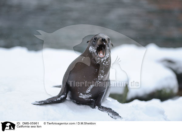 Kalifornischer Seelwe / California sea lion / DMS-05961