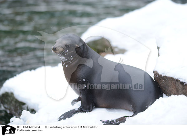 California sea lion / DMS-05964